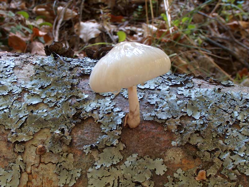 Oudemansiella mucida. Scheda fotografica